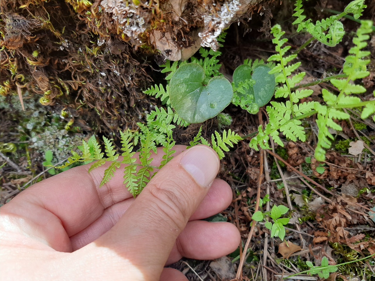 Cystopteris fragilis