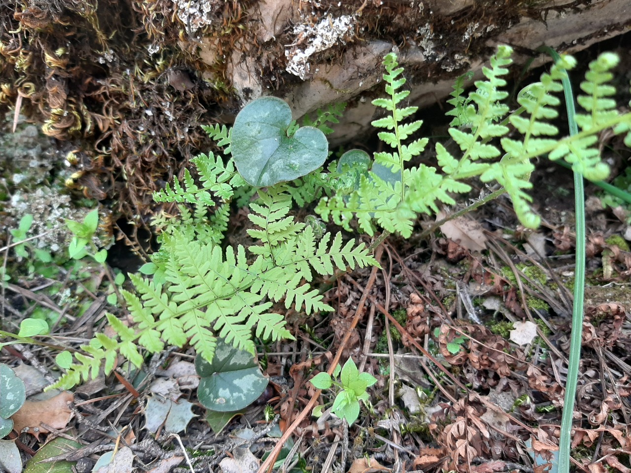 Cystopteris fragilis