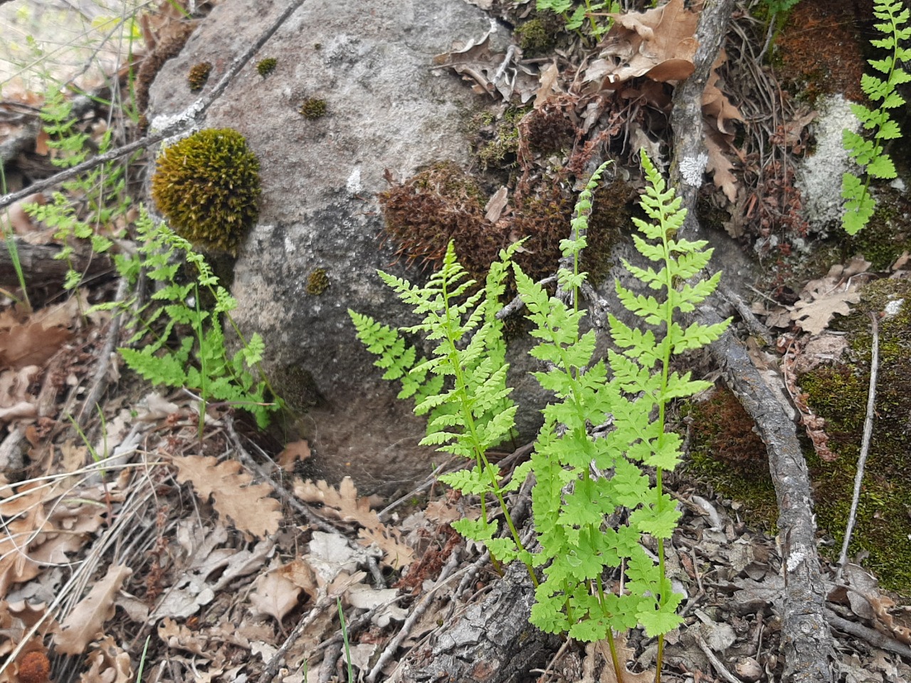 Cystopteris fragilis