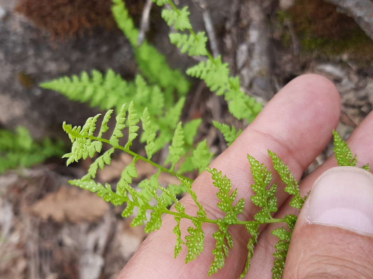 Cystopteris fragilis