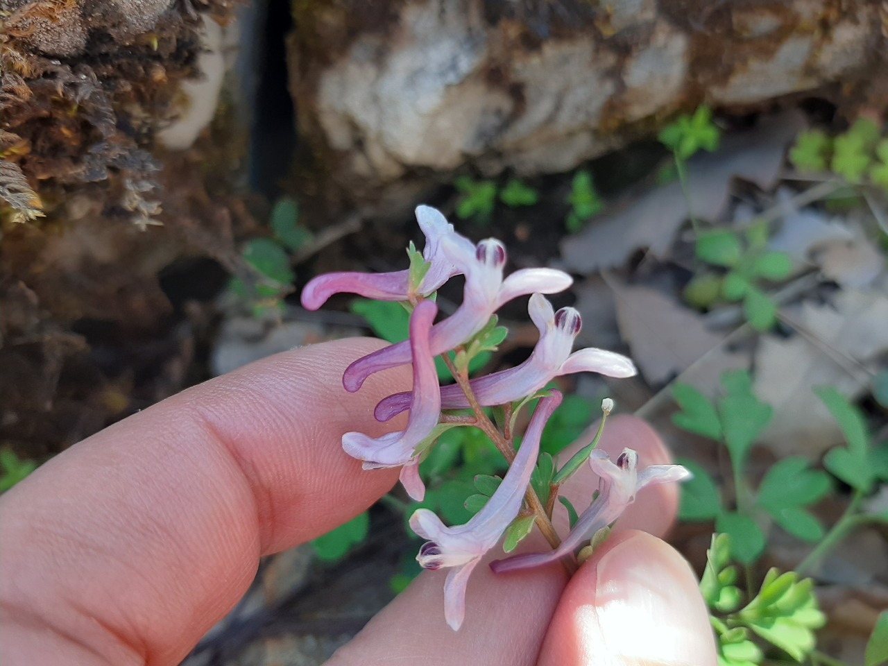 Corydalis wendelboi