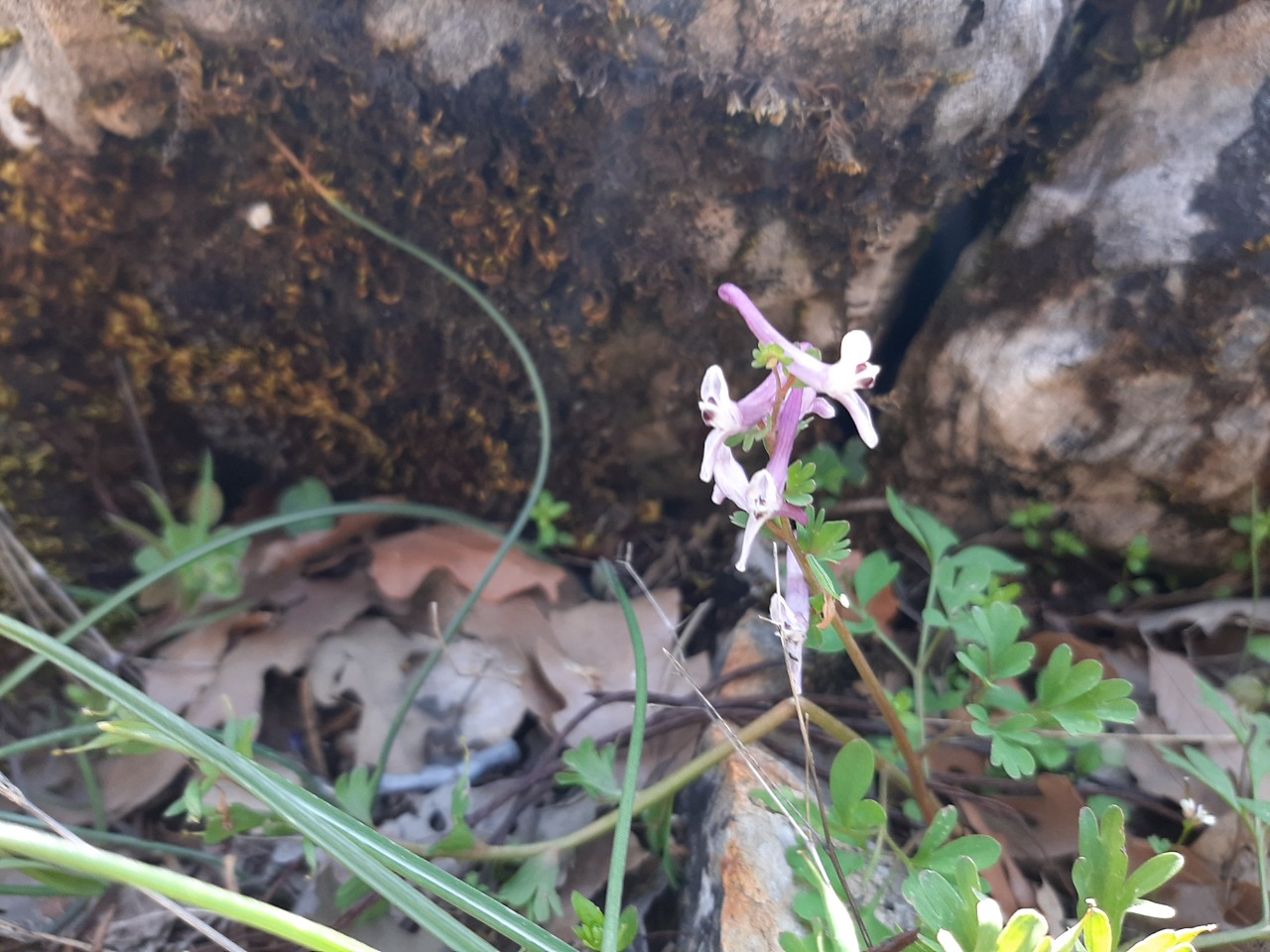 Corydalis wendelboi