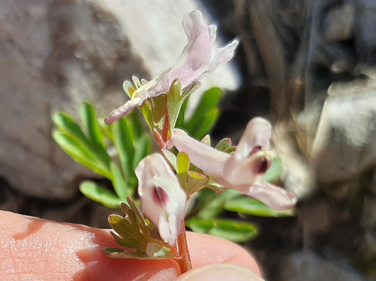Corydalis wendelboi