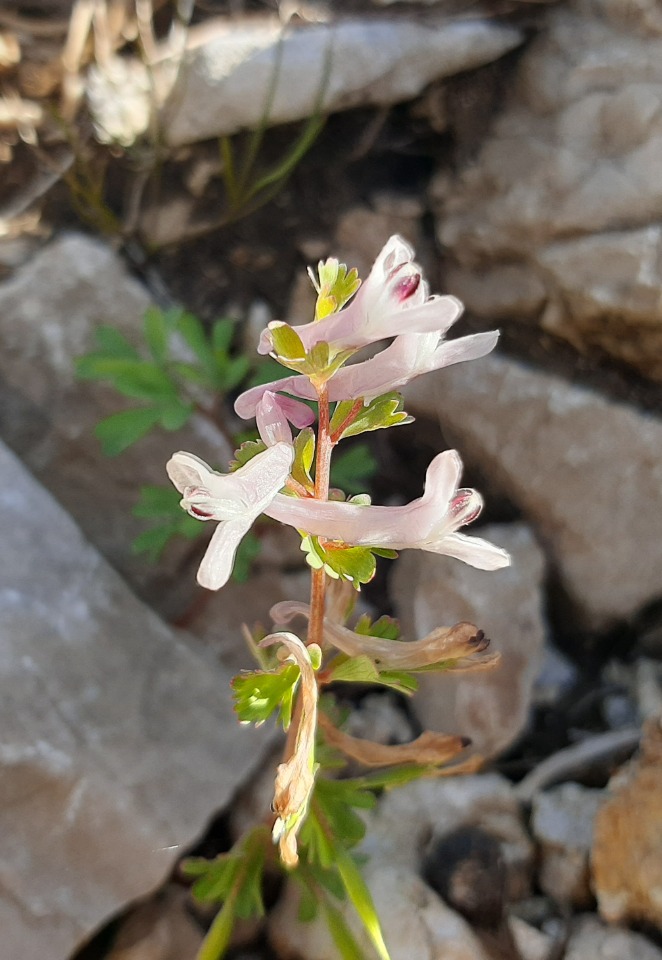 Corydalis wendelboi
