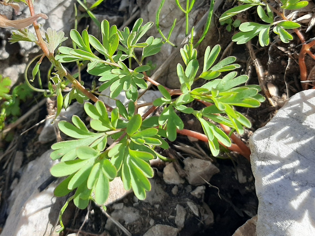 Corydalis wendelboi