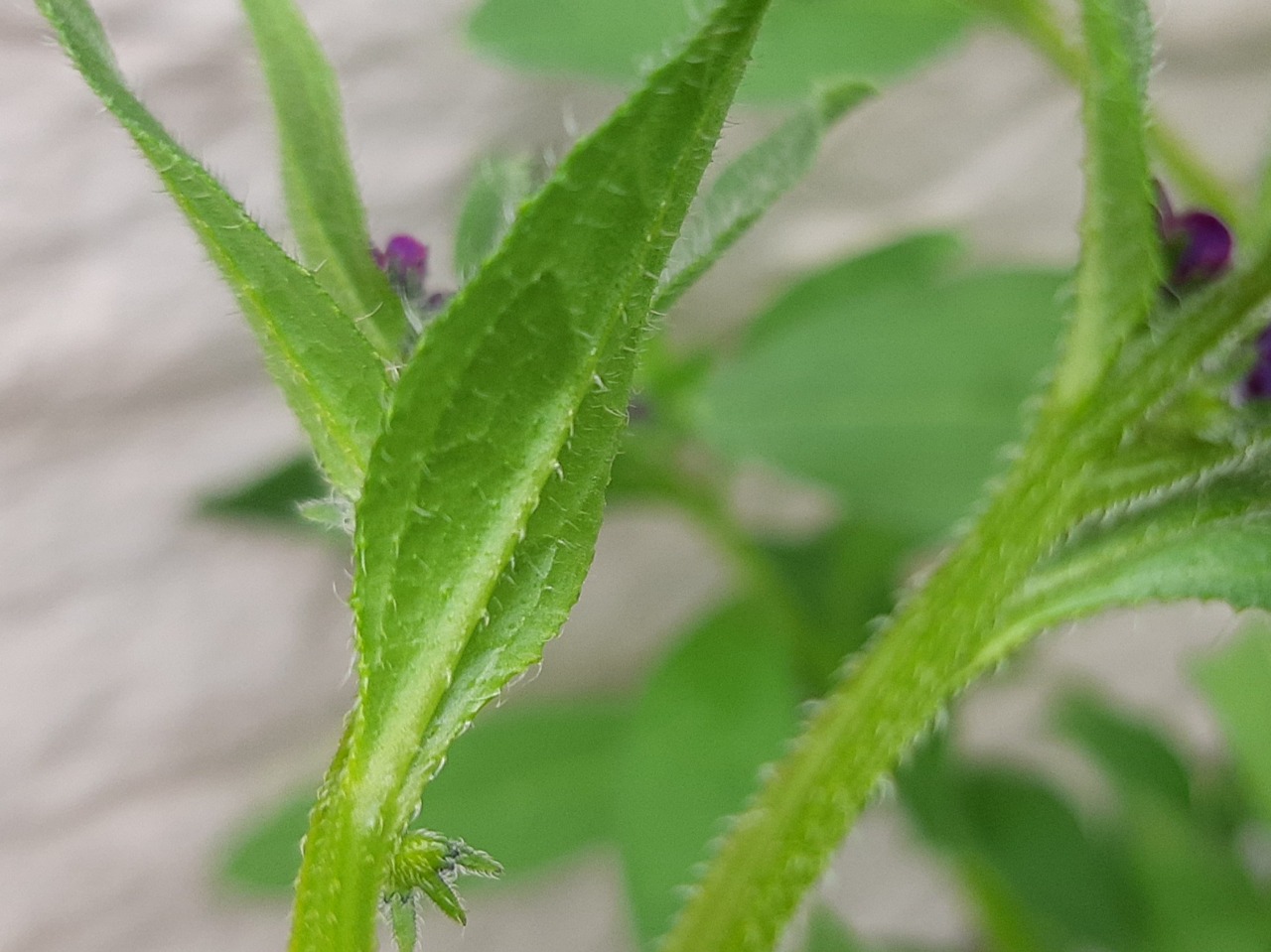 Asperugo procumbens