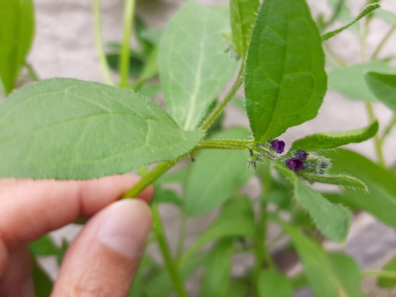 Asperugo procumbens