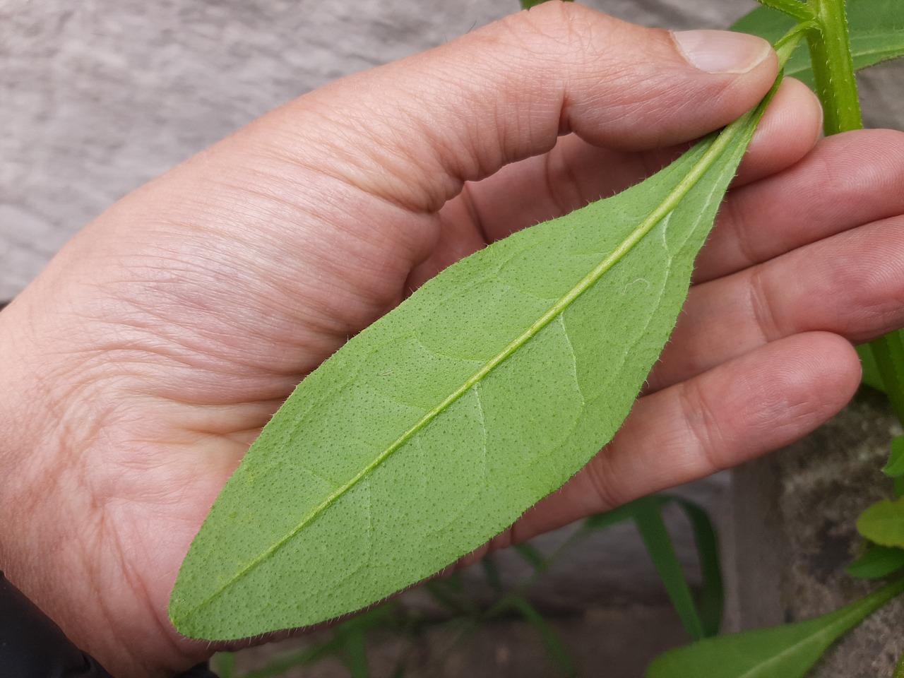 Asperugo procumbens