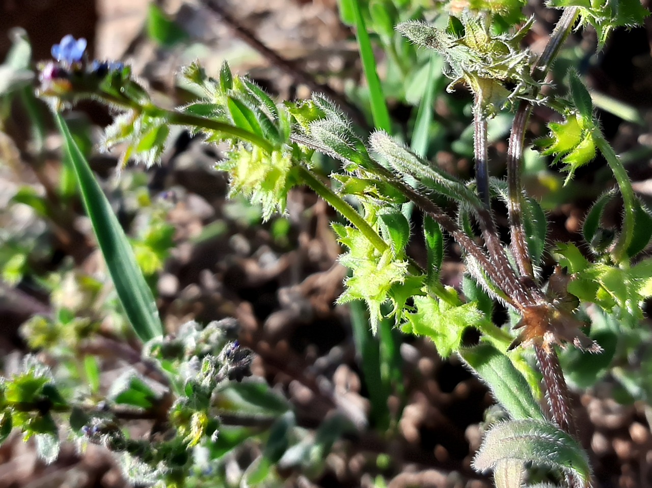Asperugo procumbens