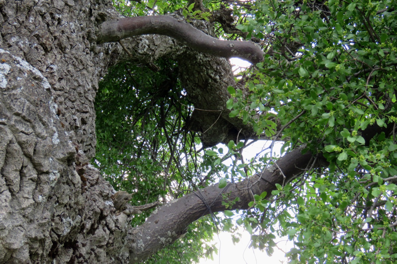 Loranthus europaeus