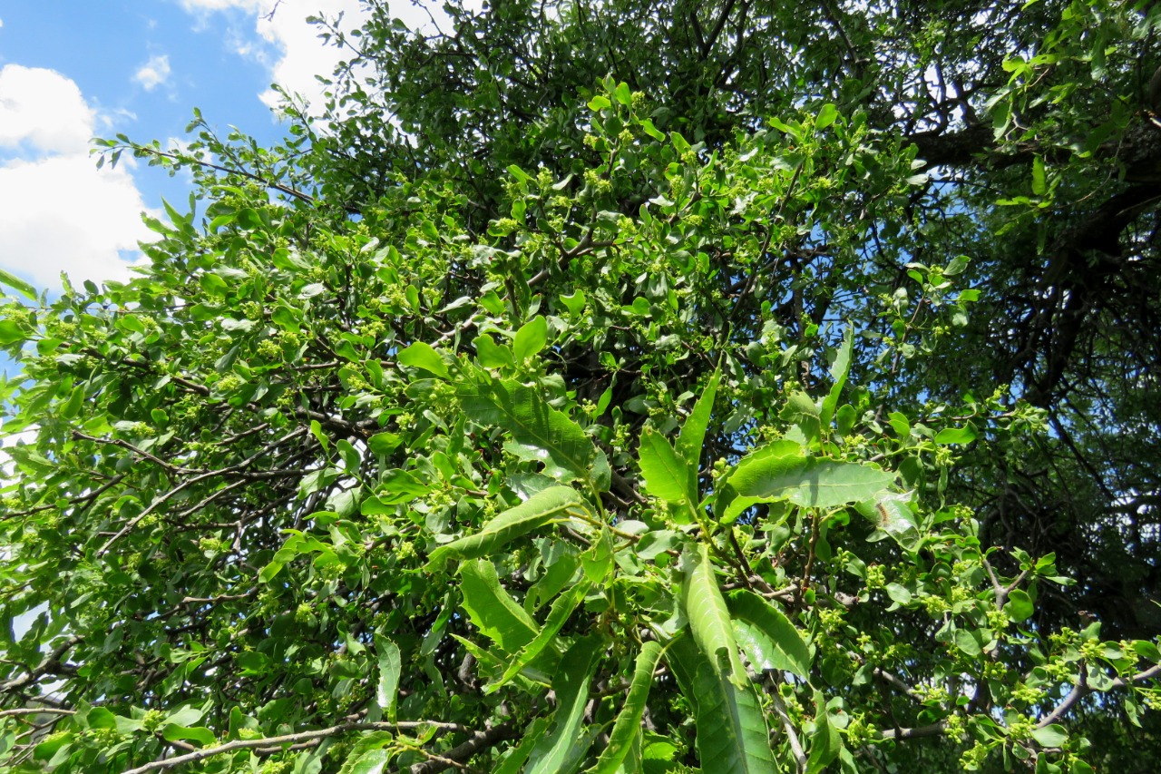 Loranthus europaeus