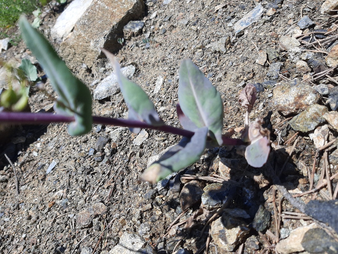 Isatis glauca subsp. sivasica