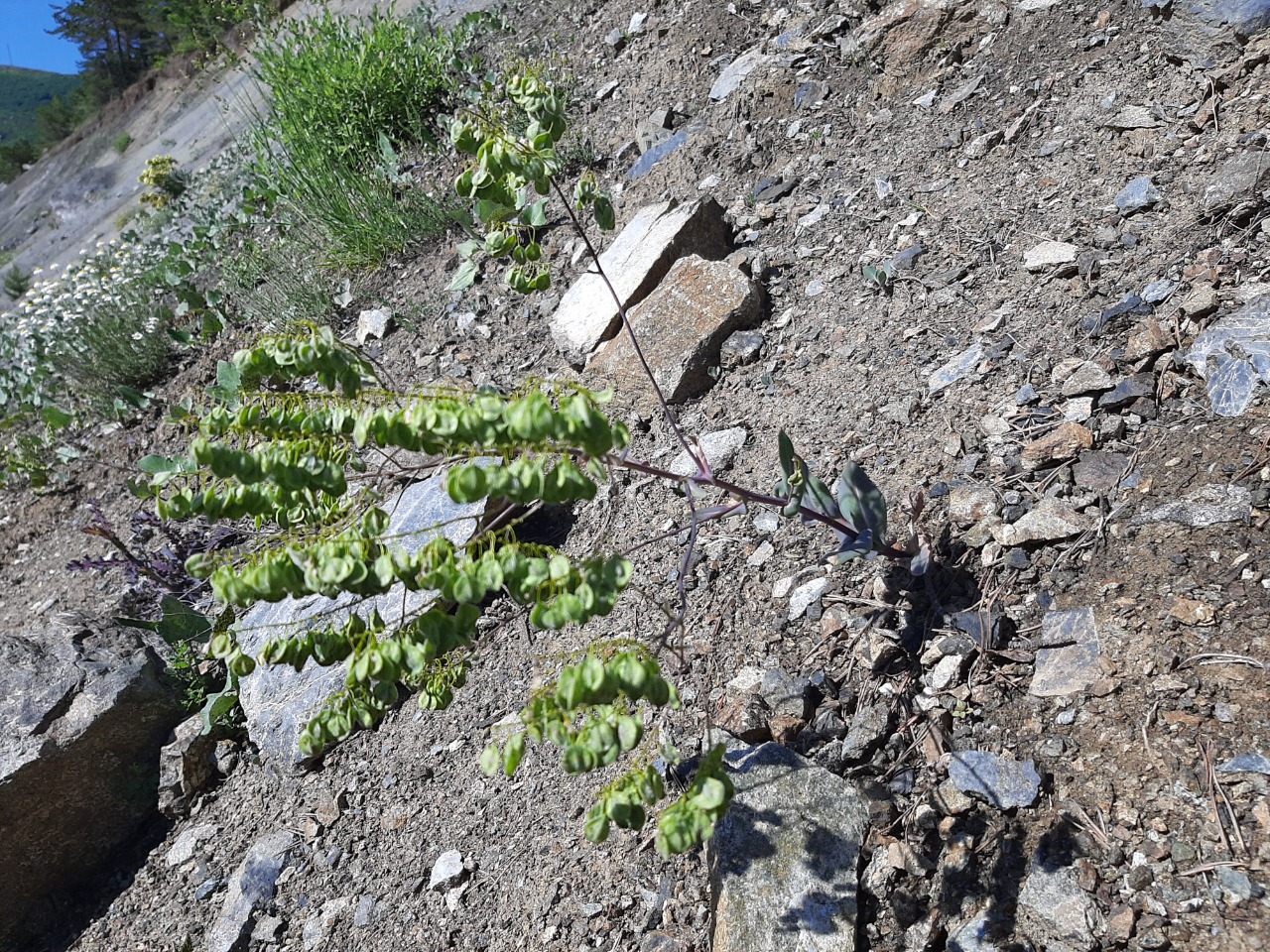 Isatis glauca subsp. sivasica