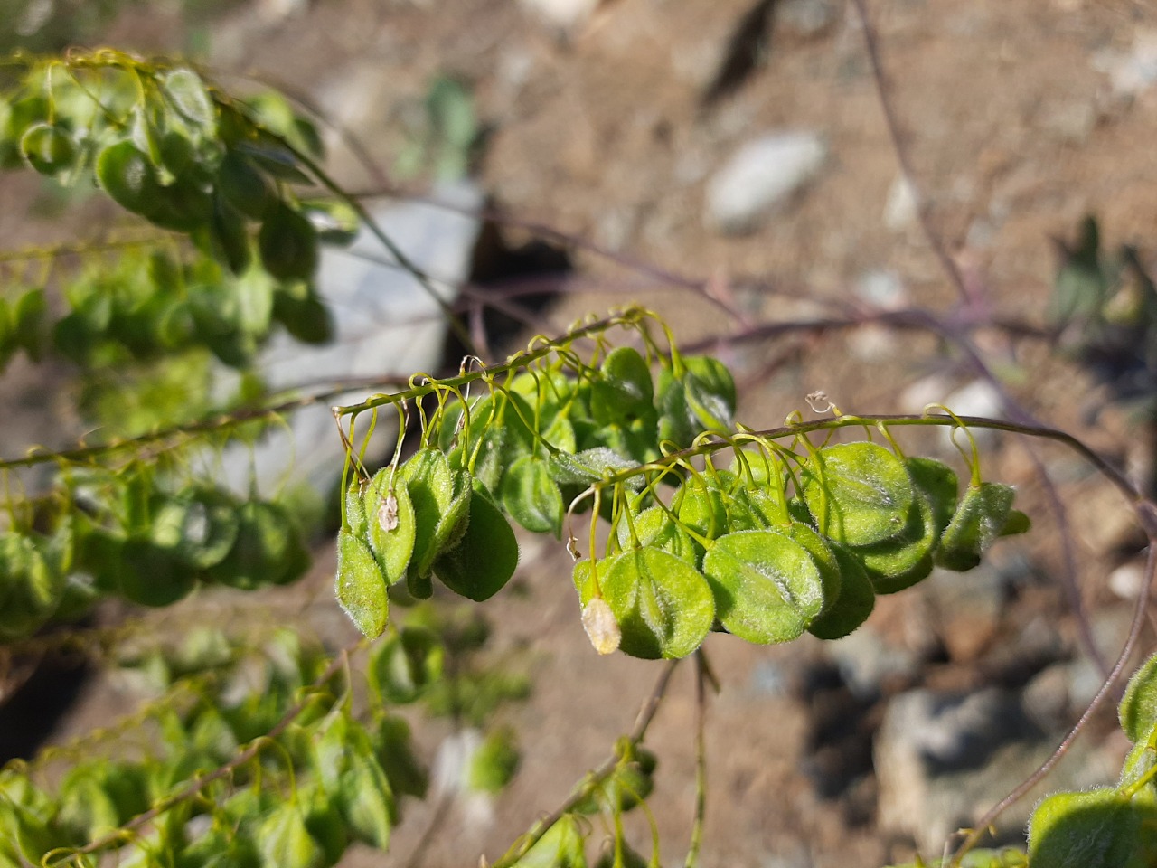 Isatis glauca subsp. sivasica