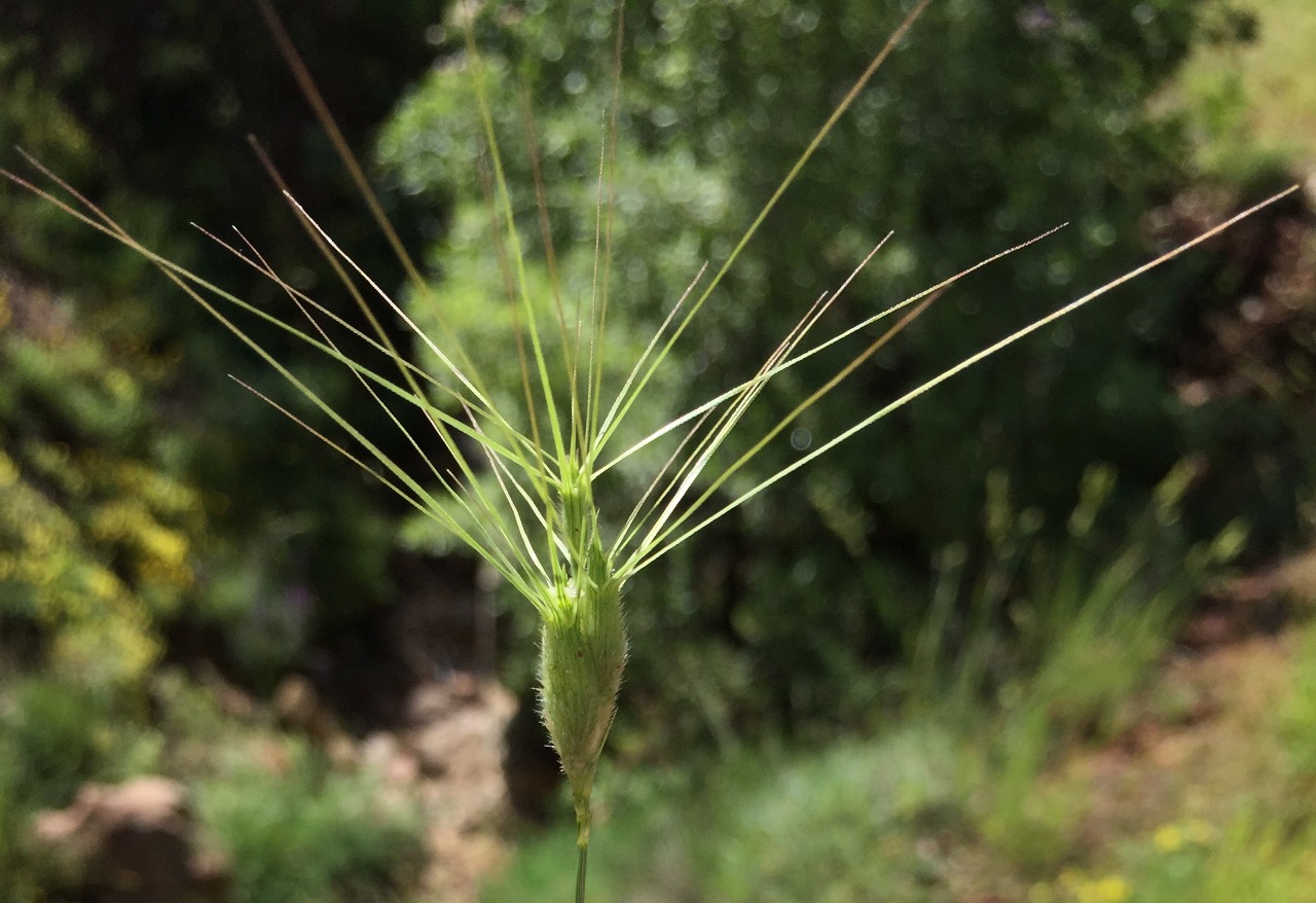 Aegilops neglecta