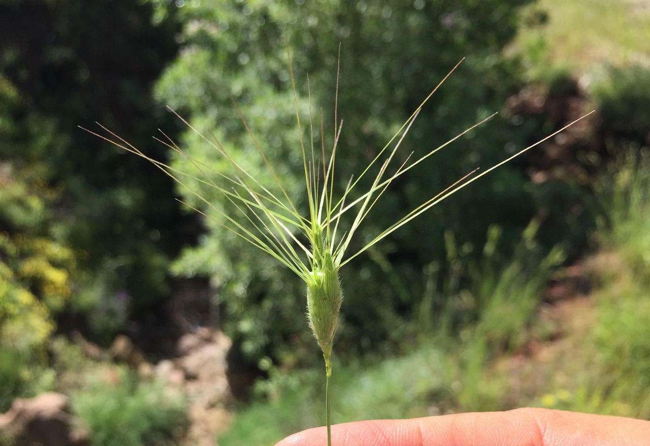 Aegilops neglecta