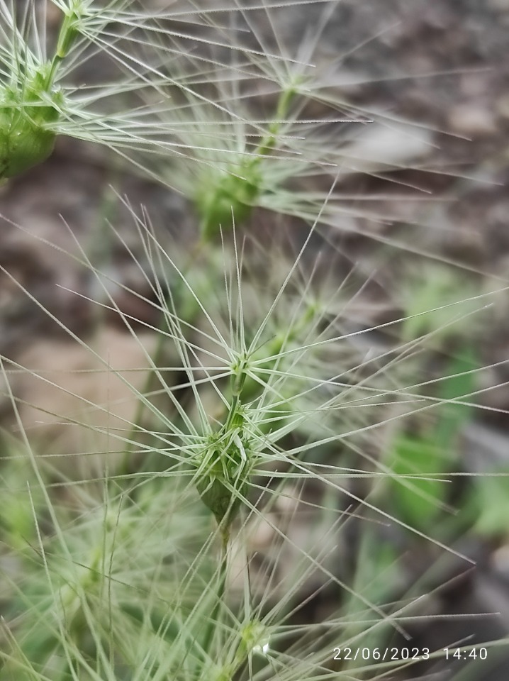 Aegilops neglecta