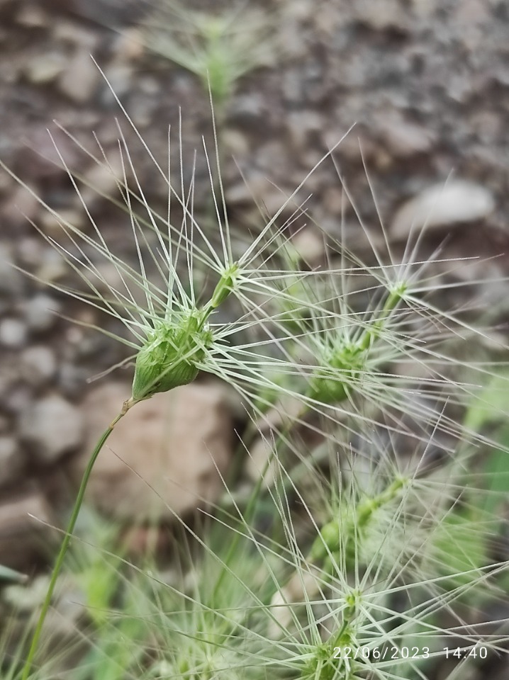 Aegilops neglecta