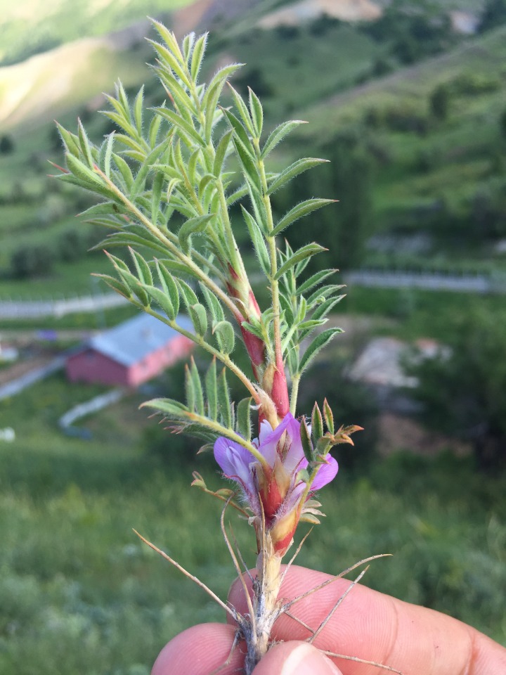 Astragalus eriocephalus