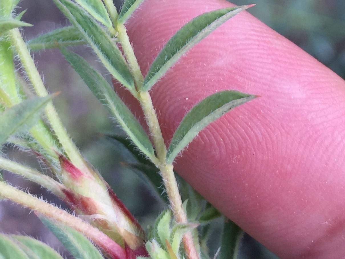 Astragalus eriocephalus