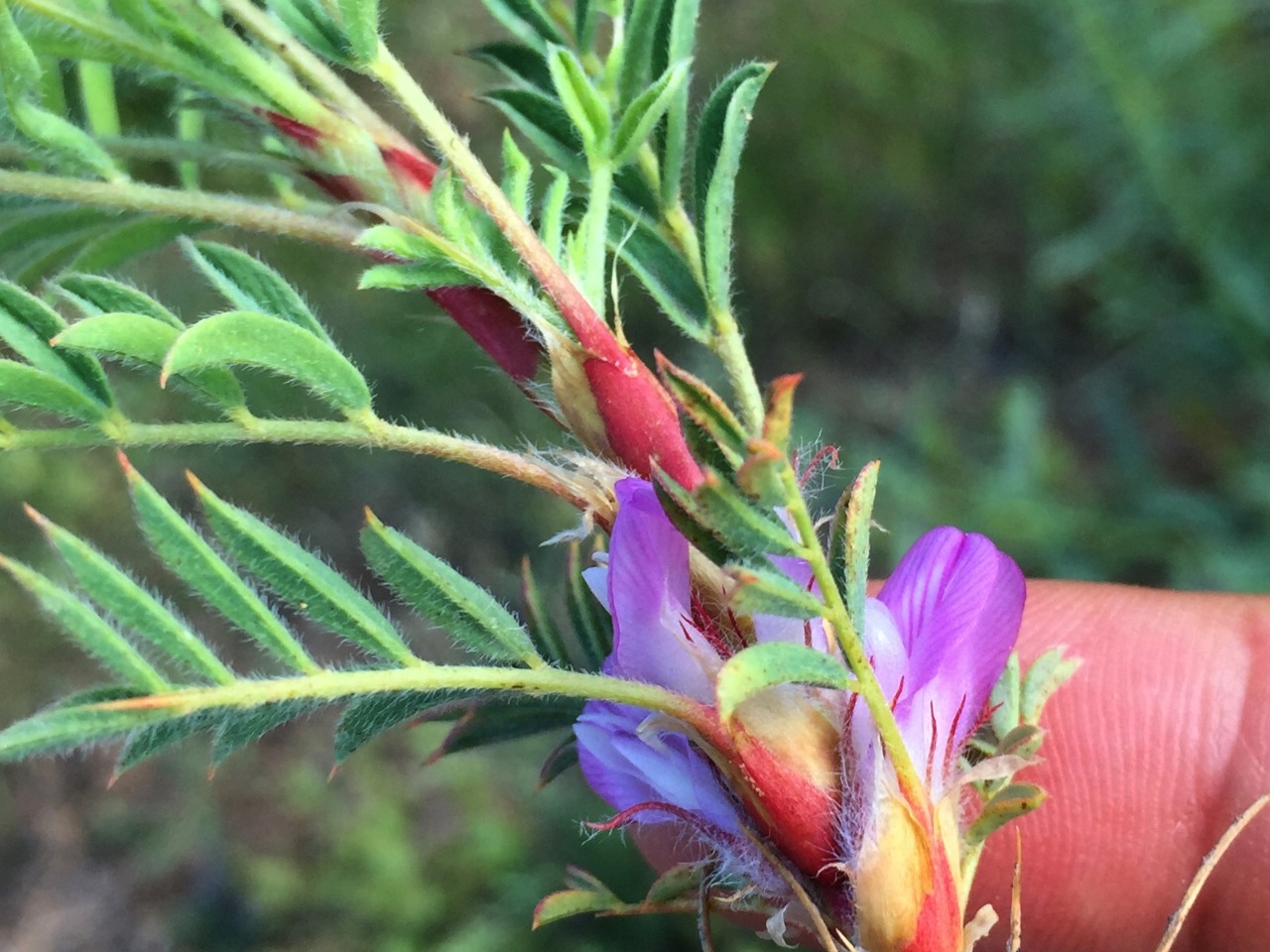 Astragalus eriocephalus