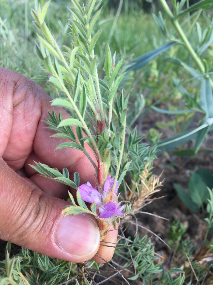 Astragalus eriocephalus