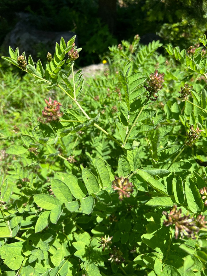 Astragalus glycyphylloides