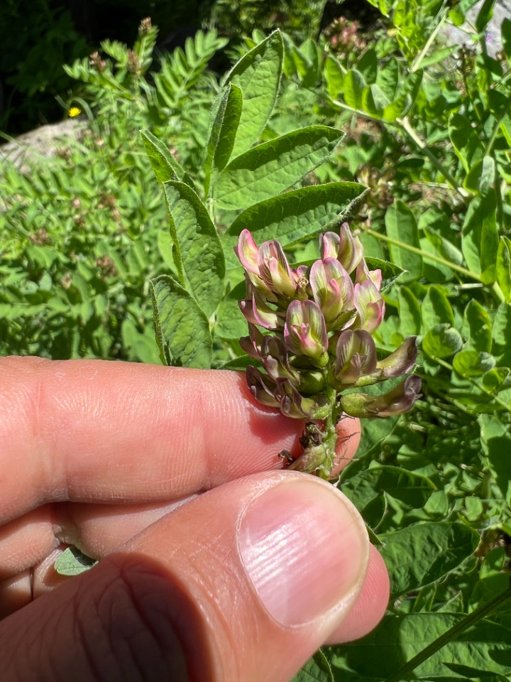 Astragalus glycyphylloides