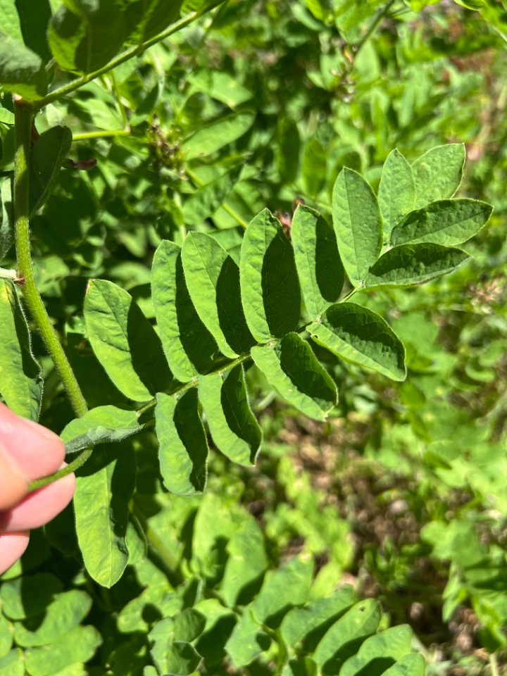 Astragalus glycyphylloides