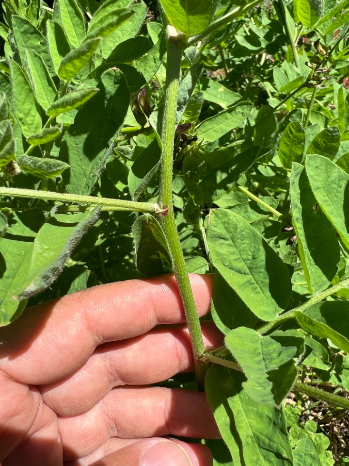 Astragalus glycyphylloides