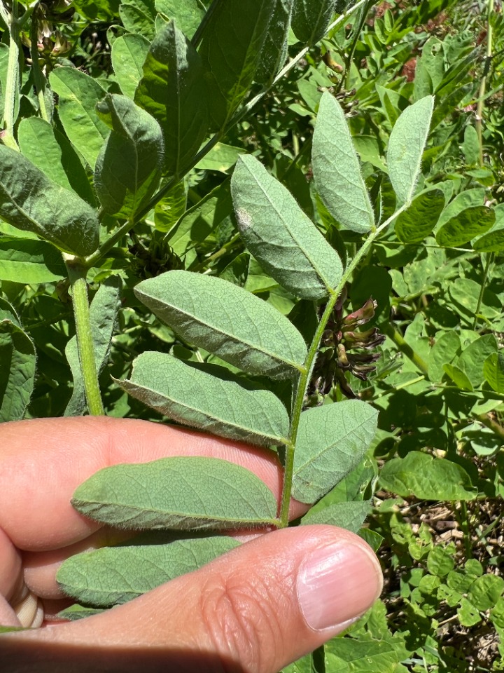 Astragalus glycyphylloides