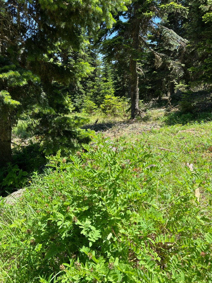 Astragalus glycyphylloides