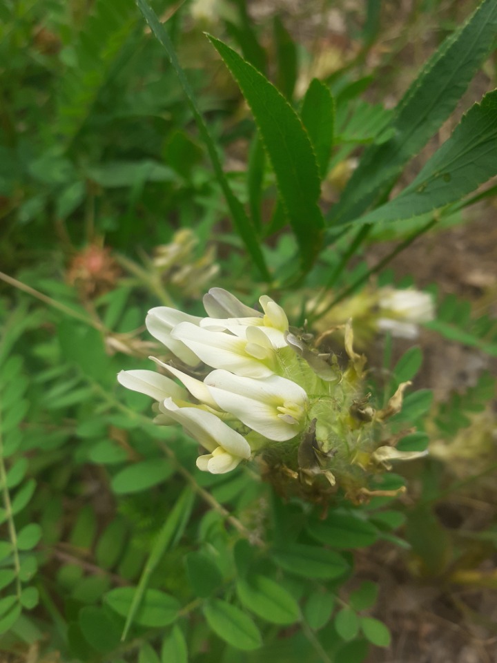 Astragalus macrouroides