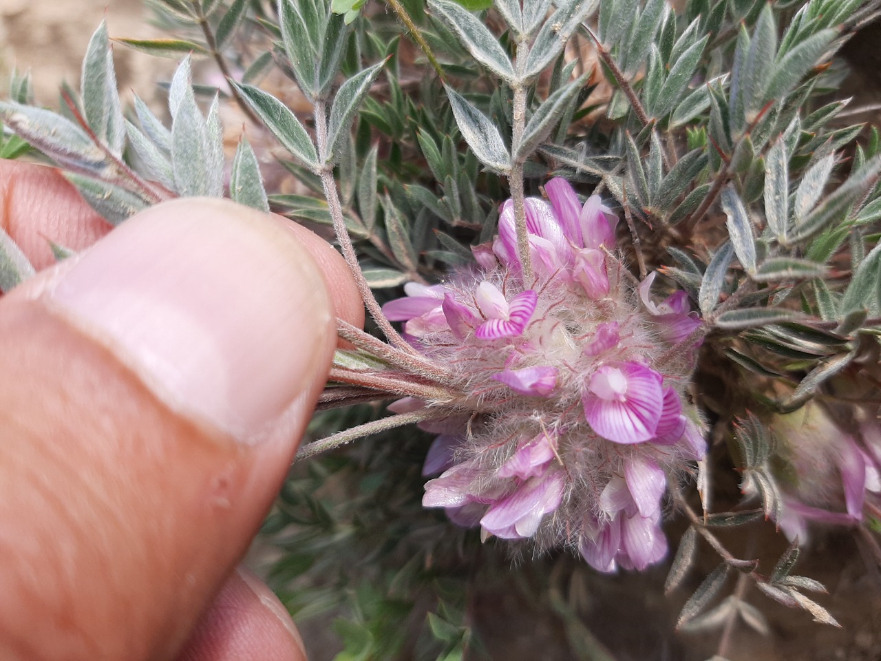 Astragalus pycnocephalus