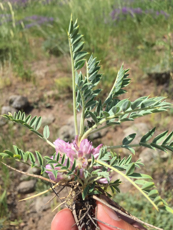 Astragalus pycnocephalus