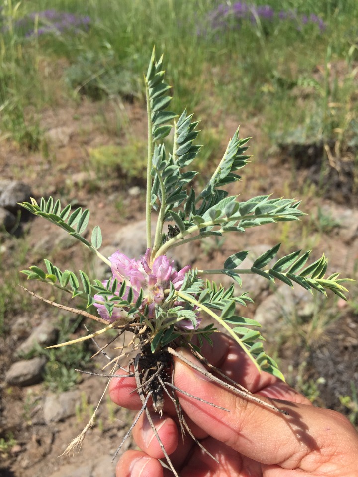 Astragalus pycnocephalus