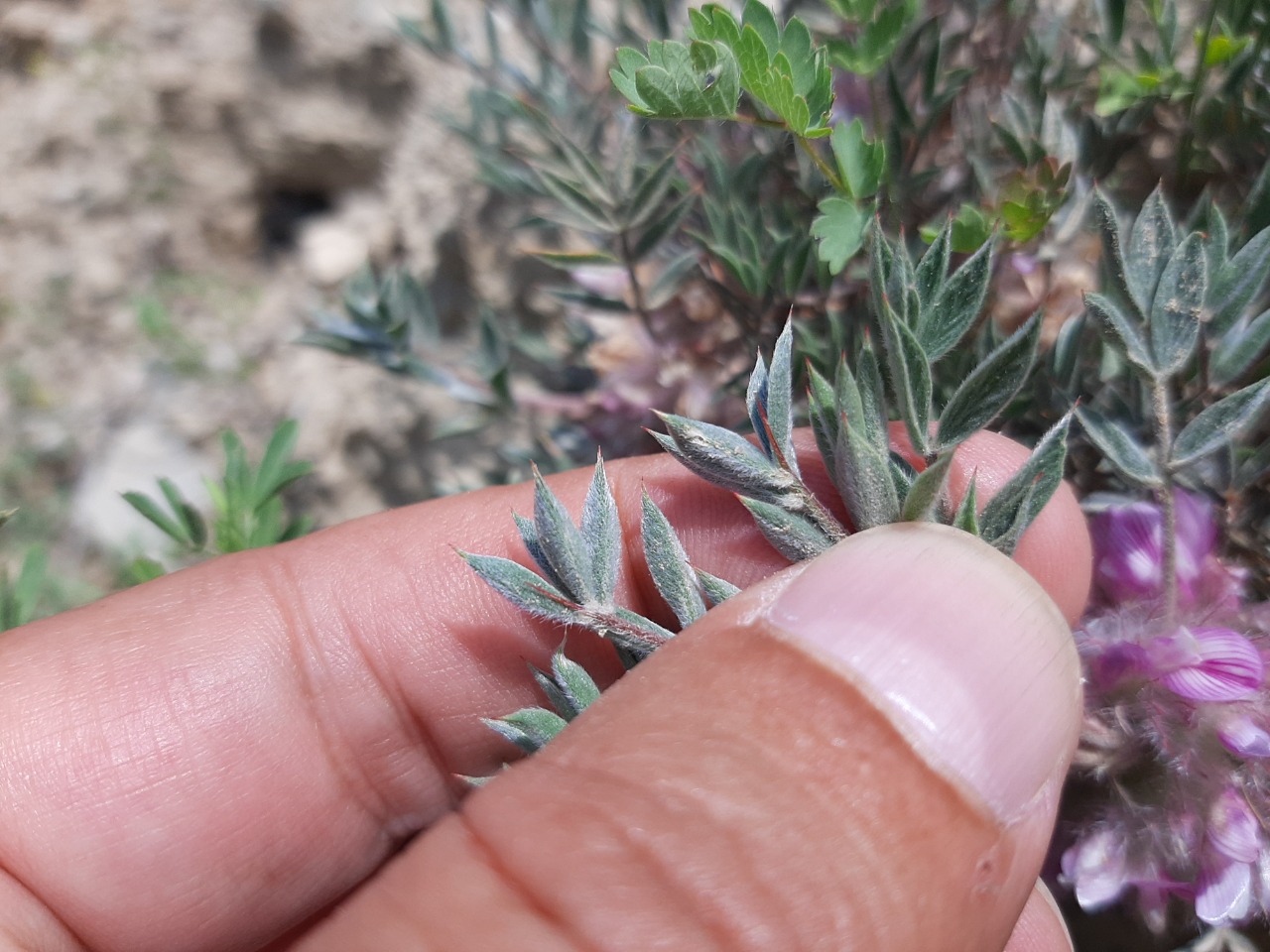 Astragalus pycnocephalus