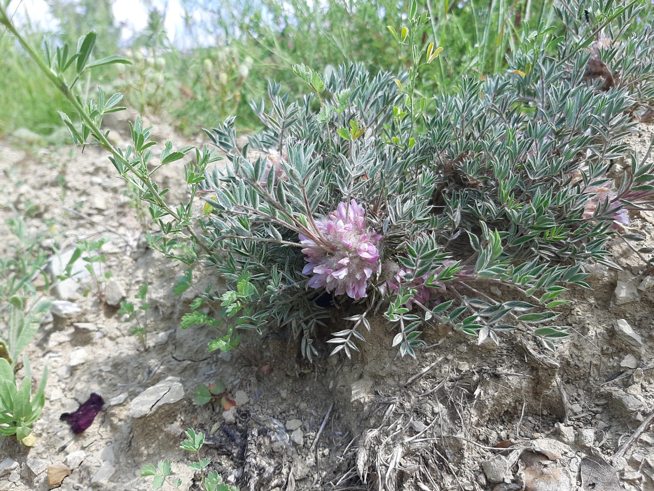 Astragalus pycnocephalus