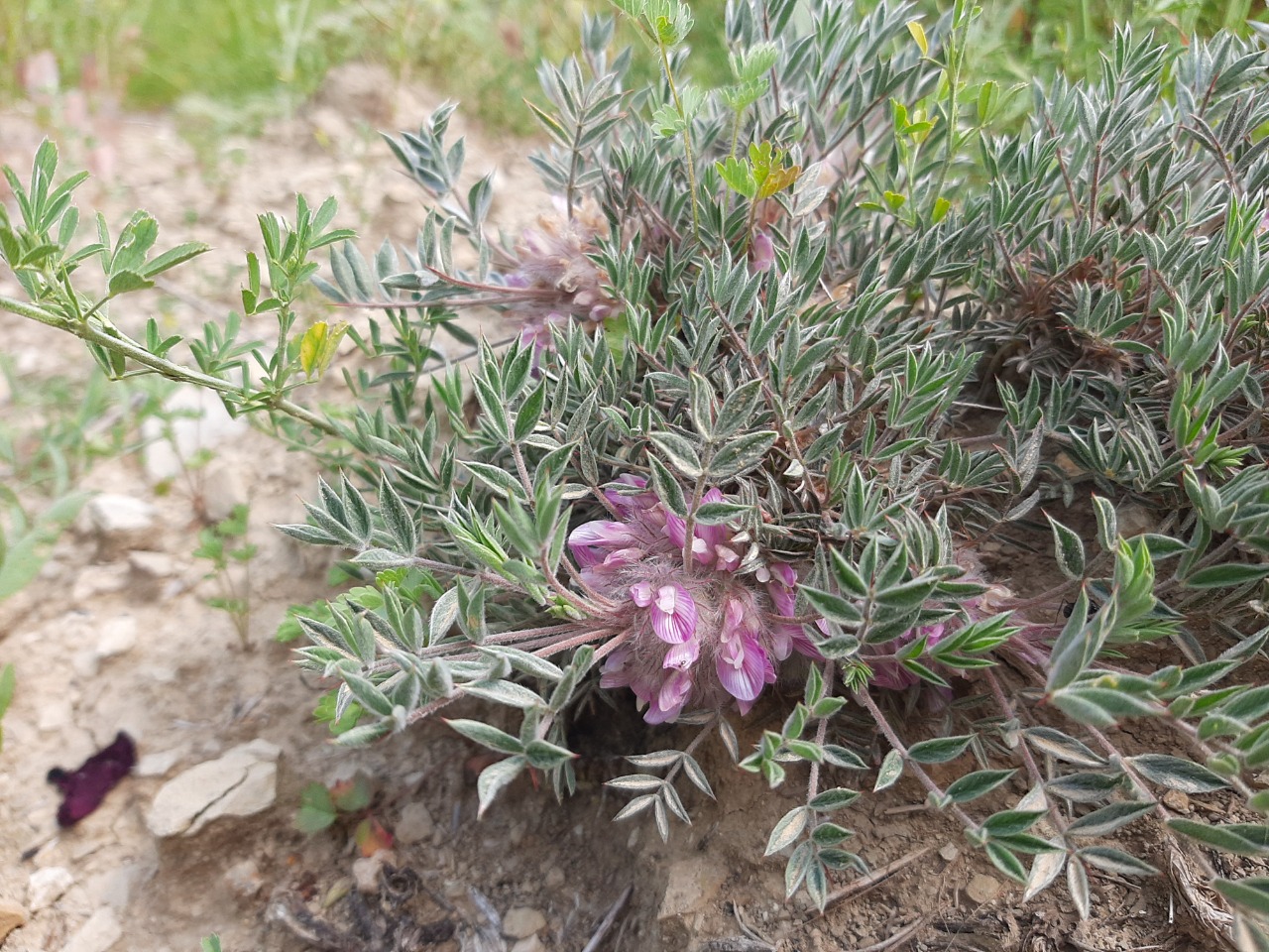 Astragalus pycnocephalus