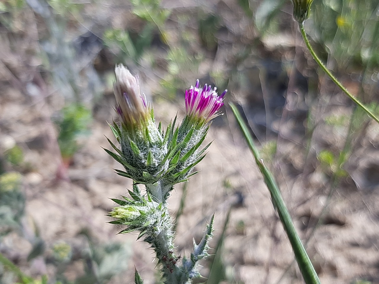 Carduus pycnocephalus