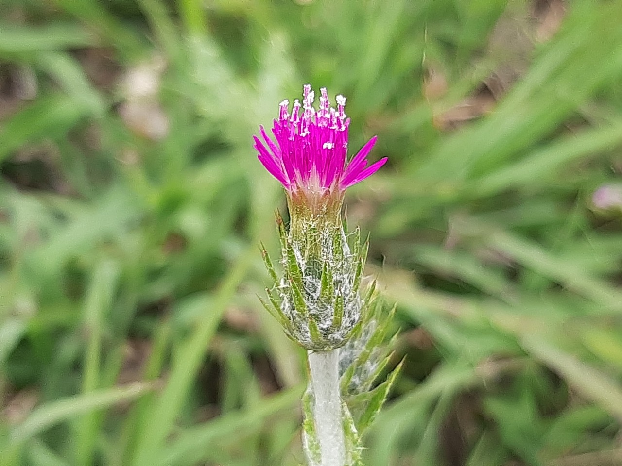 Carduus pycnocephalus