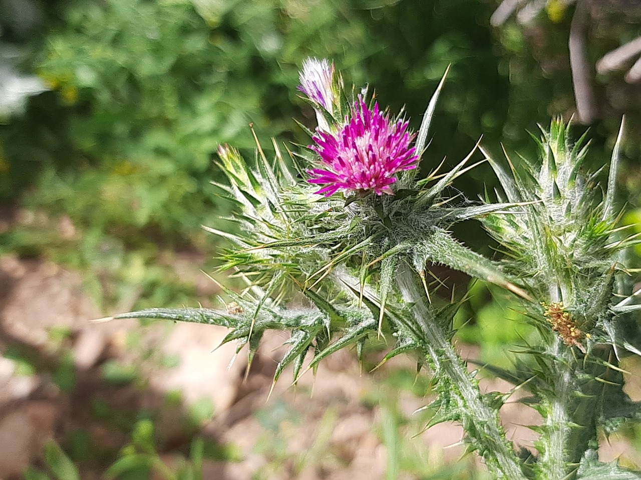 Carduus pycnocephalus