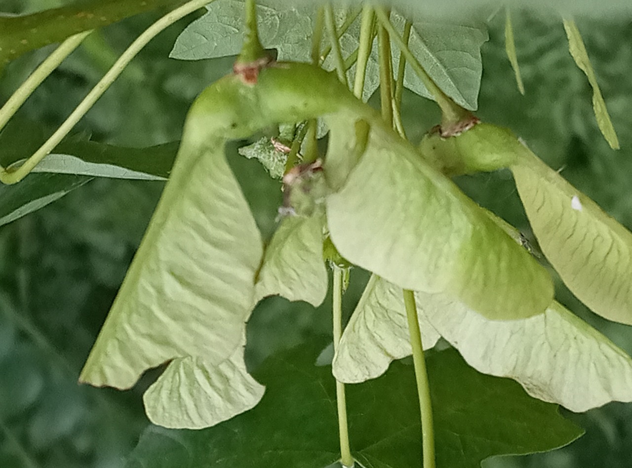 Acer hyrcanum