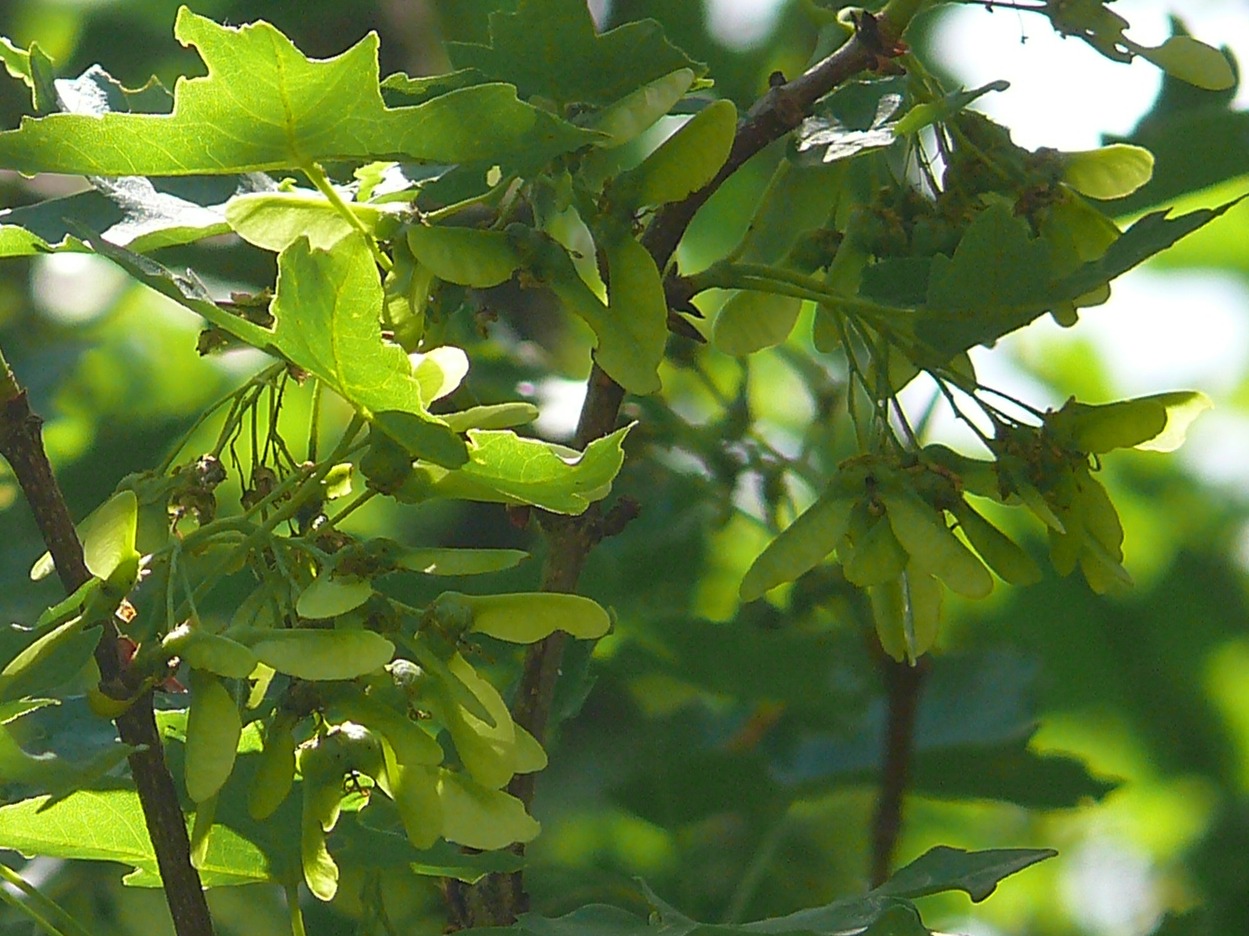 Acer hyrcanum