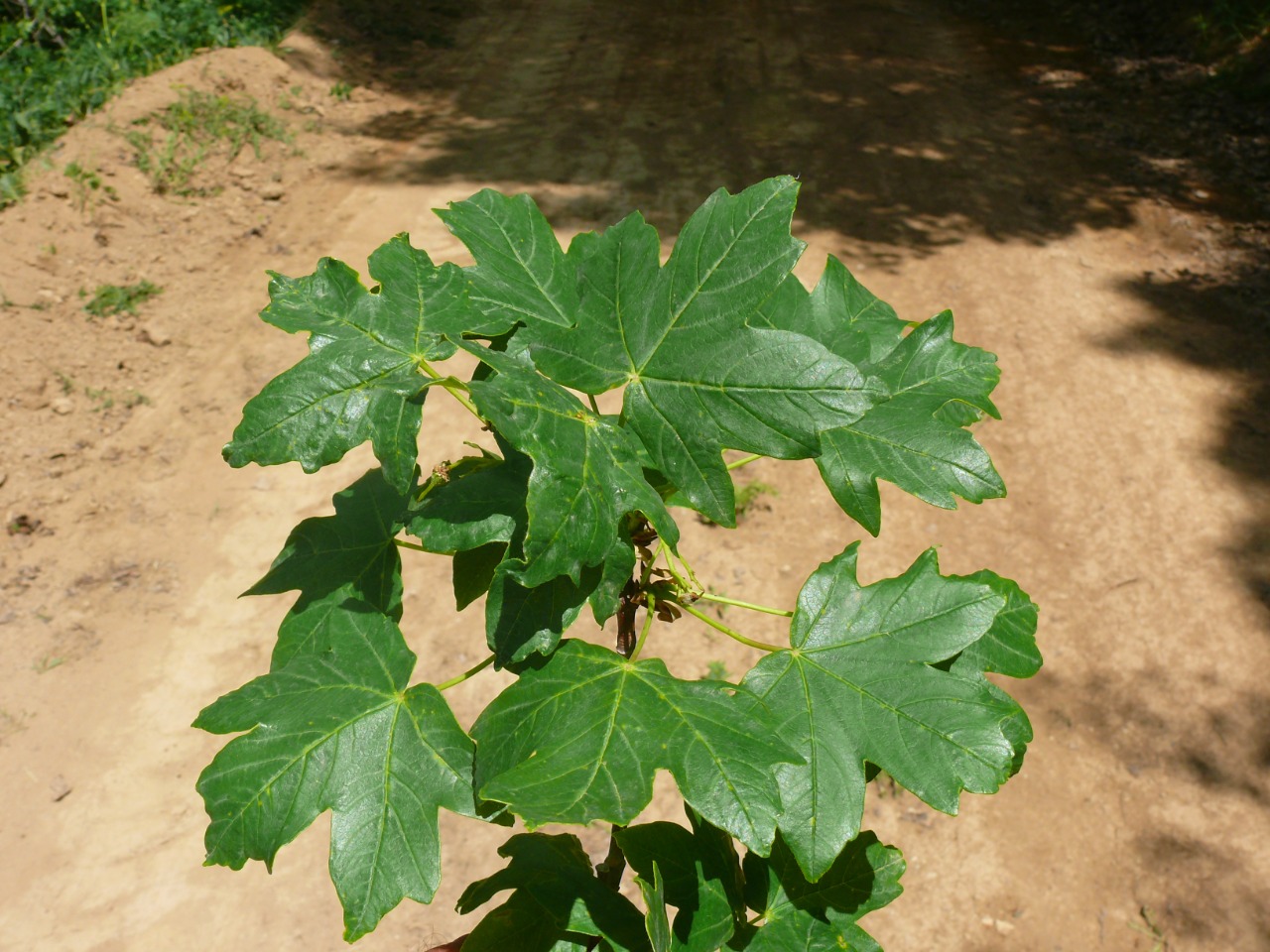 Acer hyrcanum