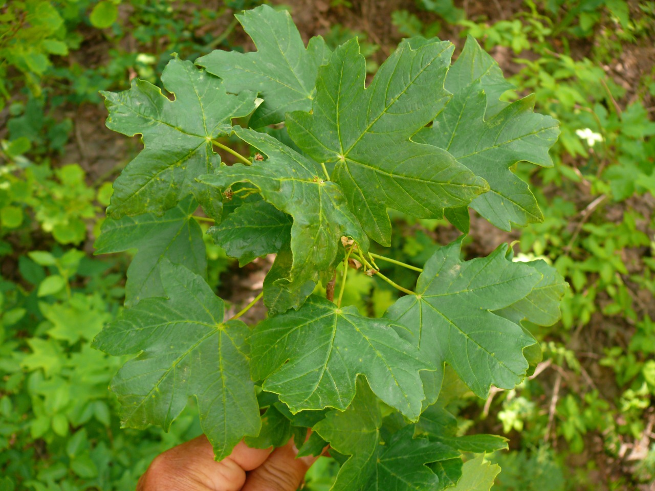 Acer hyrcanum