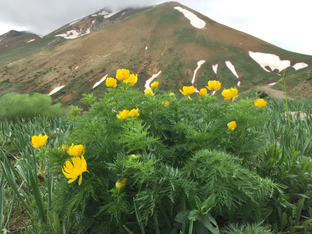 Adonis cyllenea