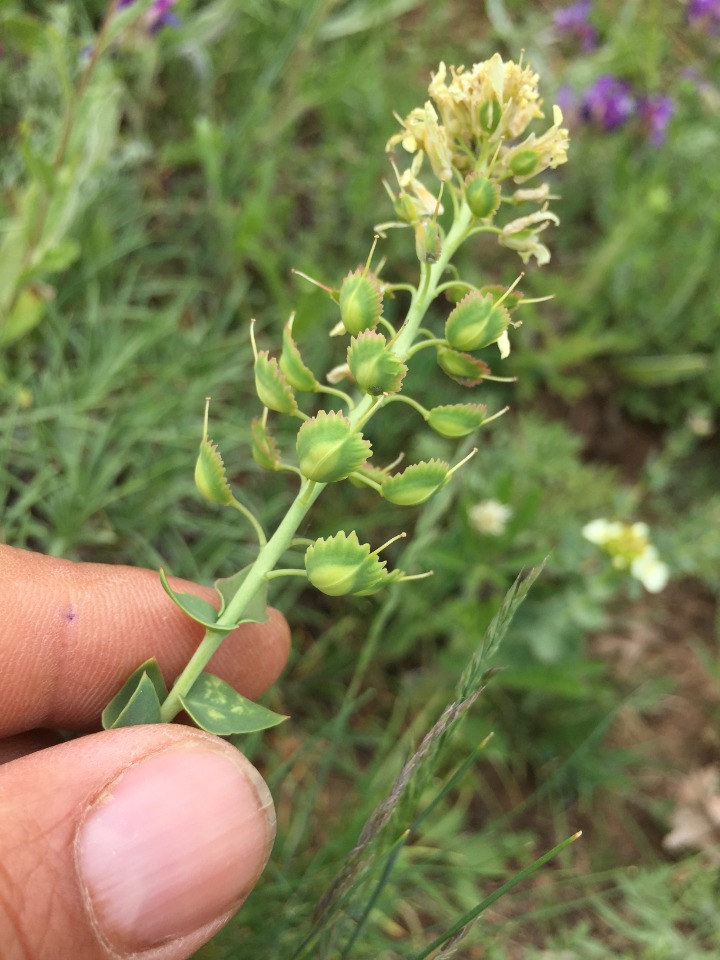 Aethionema cordatum