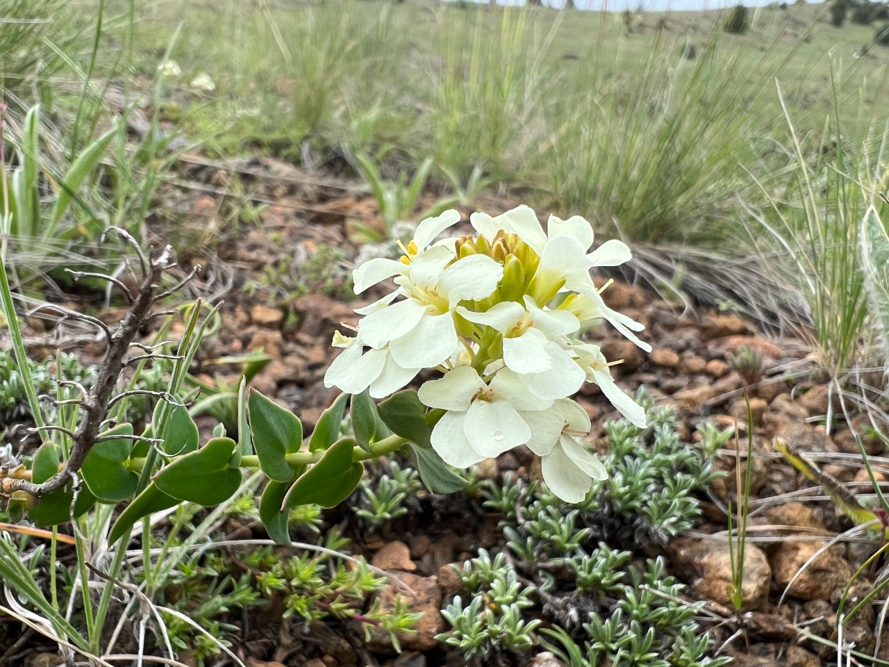 Aethionema cordatum