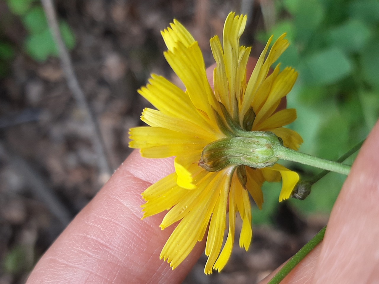 Crepis foetida